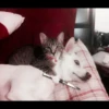 kucing soft 11