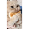 Cats 18
