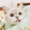 bundara punya kucing 9