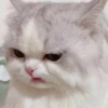 Cats 19