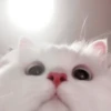 kucing soft 12