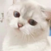 bundara punya kucing 10