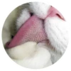 Nice Cats 9