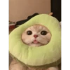Cats 20