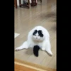 Cats 12