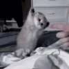 Cats 16