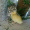 cats 17
