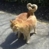 Cats 13