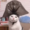 Cats 14