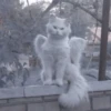 Cats 17