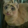 Cats 15