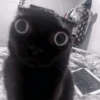 Cats 19