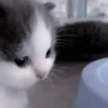 Cats 20