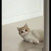 Cats 16