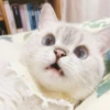 bundara punya kucing 11