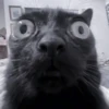 Cats 21