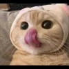 ♡Cats Cute♡ 17