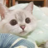 bundara punya kucing 12