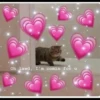 Cat’ cats 18
