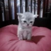 Cats 22