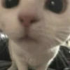 cats 18