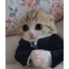 cats 19
