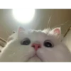 Cats 22