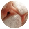Nice Cats 12