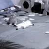 Cats 23