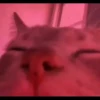 ♡Cats Cute♡ 19