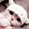 kucing soft 13