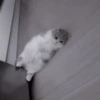 Cats 24