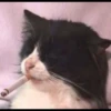 Cat’ cats 21