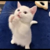 Cats 17