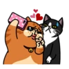 fun cat 22