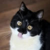 cats club 18