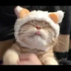 Cats 18