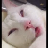 Cat’ cats 22