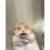 Cats 23