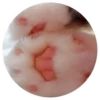 Nice Cats 13