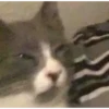 Cat’ cats 23