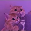 Cats 20