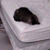 Cats 25