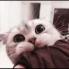 kucing soft 16