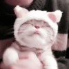 kucing soft 17