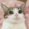 cats club 19
