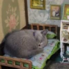 cats 20