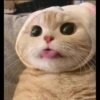 ♡Cats Cute♡ 21