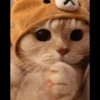 ♡Cats Cute♡ 22
