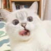 bundara punya kucing 15